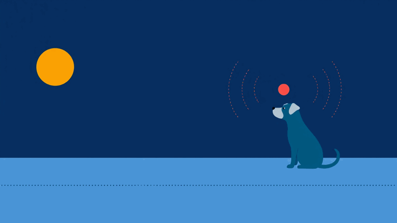 Hero illustration for: Can Cognitive Decline Make an Old Dog Bark More at Night?